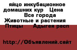 яйцо инкубационное домашних кур › Цена ­ 25 - Все города Животные и растения » Птицы   . Адыгея респ.